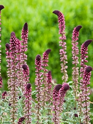 LYSIMACHIA atropurperea Beaujolais